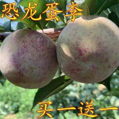 美国恐龙蛋红心李子苗血丝李耐寒耐旱嫁接苗南方北方种植当年结果