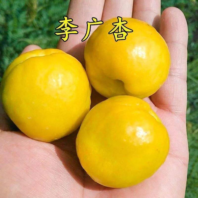 嫁接杏树苗李广杏苗各种稀有水果树苗李光杏敦煌李广杏果树苗正宗