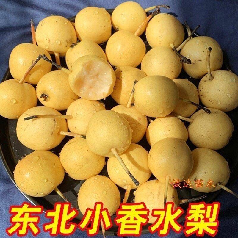 嫁接梨树苗 东北早香水梨树苗老香水 老梨 软儿梨 消梨当年结果苗