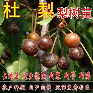 杜梨树苗 海棠梨树嫁接苗 梨树果苗南北方种植盆栽地栽占地果树苗
