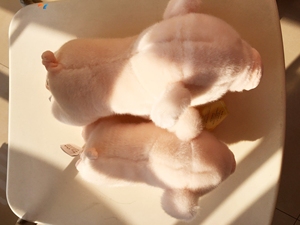 公仔女孩小号仿真动物玩具送礼饰品床上ins猪仔祥物布艺可爱猪