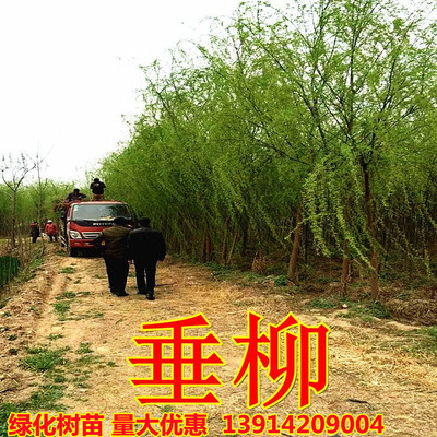 垂柳树苗速生柳树苗竹柳黄金柳金丝柳直升垂柳小苗柳树枝条绿化苗