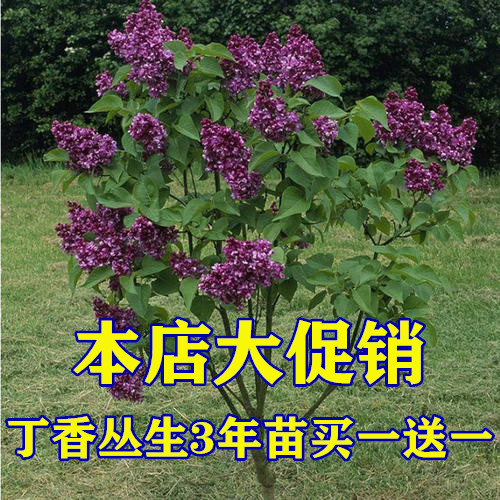 丁香花树苗庭院四季开花植物绿化苗木丛生丁香花苗海棠盆栽花卉-封面