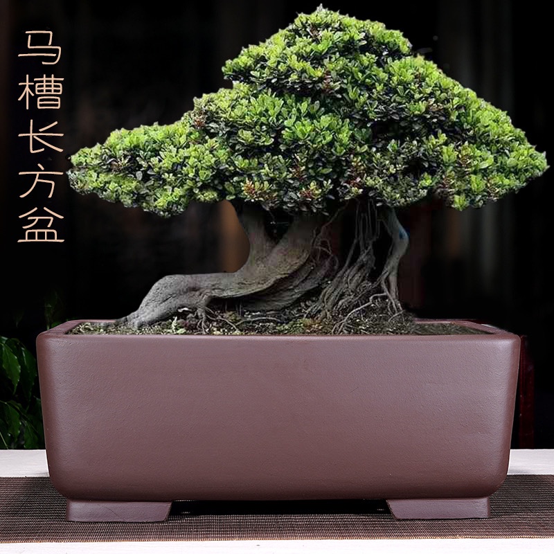紫砂长方盆景盆精品树桩绿植阳台客厅大号盆栽榕树包邮特大花盆