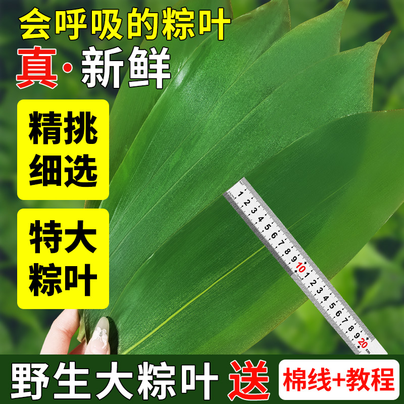 粽子叶粽叶免邮新鲜大号新叶宽棕叶干包粽子的叶子特大批发端午节 粮油调味/速食/干货/烘焙 粽叶 原图主图