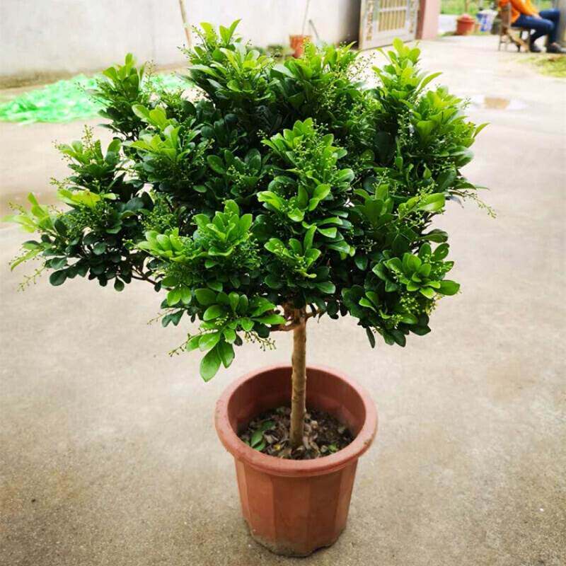 芹恋花价格 芹恋花图片 星期三