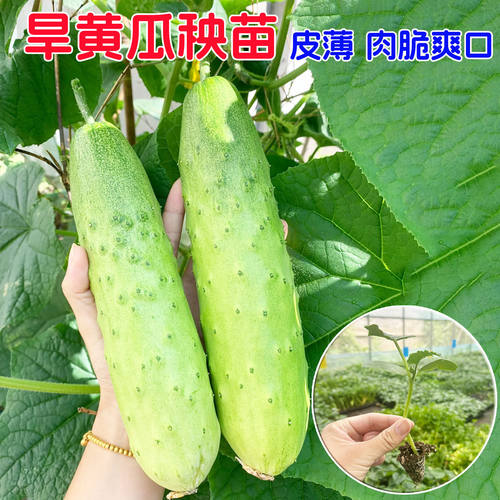 四季旱盆栽黄瓜苗高产阳台种植