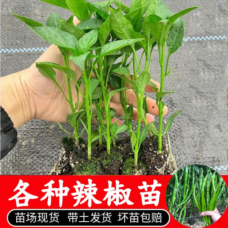 高产四季苗特辣朝天椒大青线椒甜椒各种番茄苗蔬菜苗盆栽秧苗