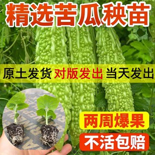 苦瓜苗带土苹果苦瓜苗赖葡萄苗白玉苦瓜苗水果苦瓜苗高产种幼秧苗