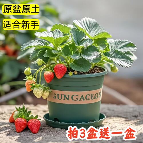 奶油草莓苗白油草莓苗春季开花