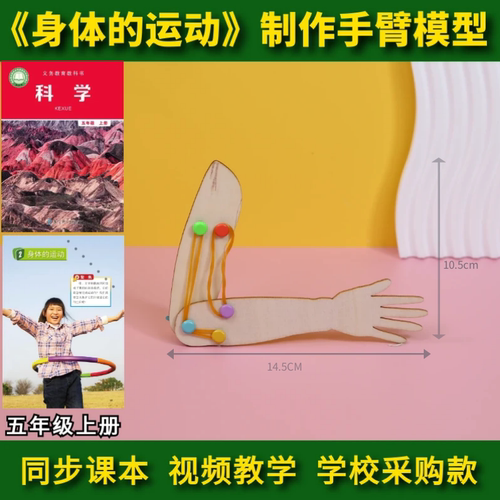身体的运动手臂模型教玩具