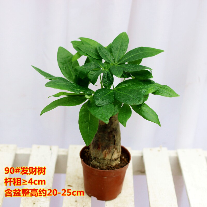 发财树盆栽植物室内好养四季常青绿植吸甲醛客厅招财树花卉绿植