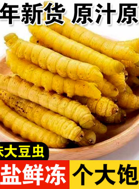 豆虫新鲜冷冻豆天蛾豆青虫山东特产食用昆虫烧烤酒店食材商用批发