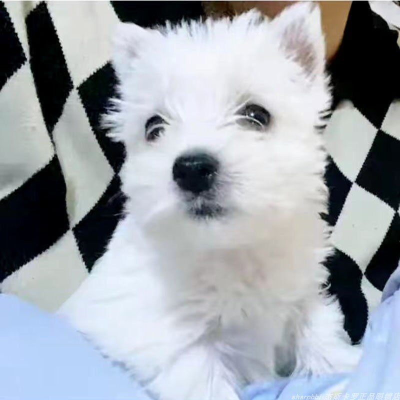 苏格兰西高地白梗犬 纯白色立耳西高地犬狗狗
