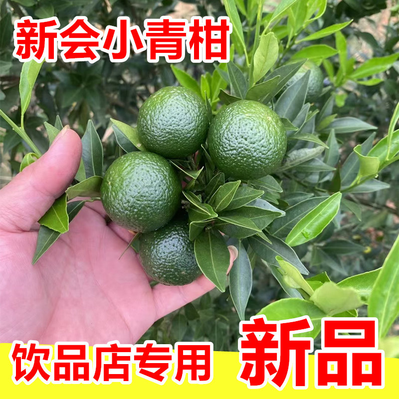 新会小青柑鲜果新鲜上市奶茶店专供柠檬茶2026新会头采小青柑