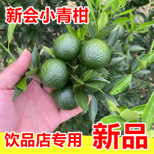 新会小青柑鲜果新鲜上市奶茶店专供柠檬茶2026新会头采小青柑