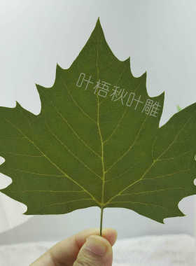 叶雕材料干树叶梧桐叶标本