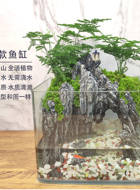 流水版苔藓微景观生态瓶鱼缸文竹
