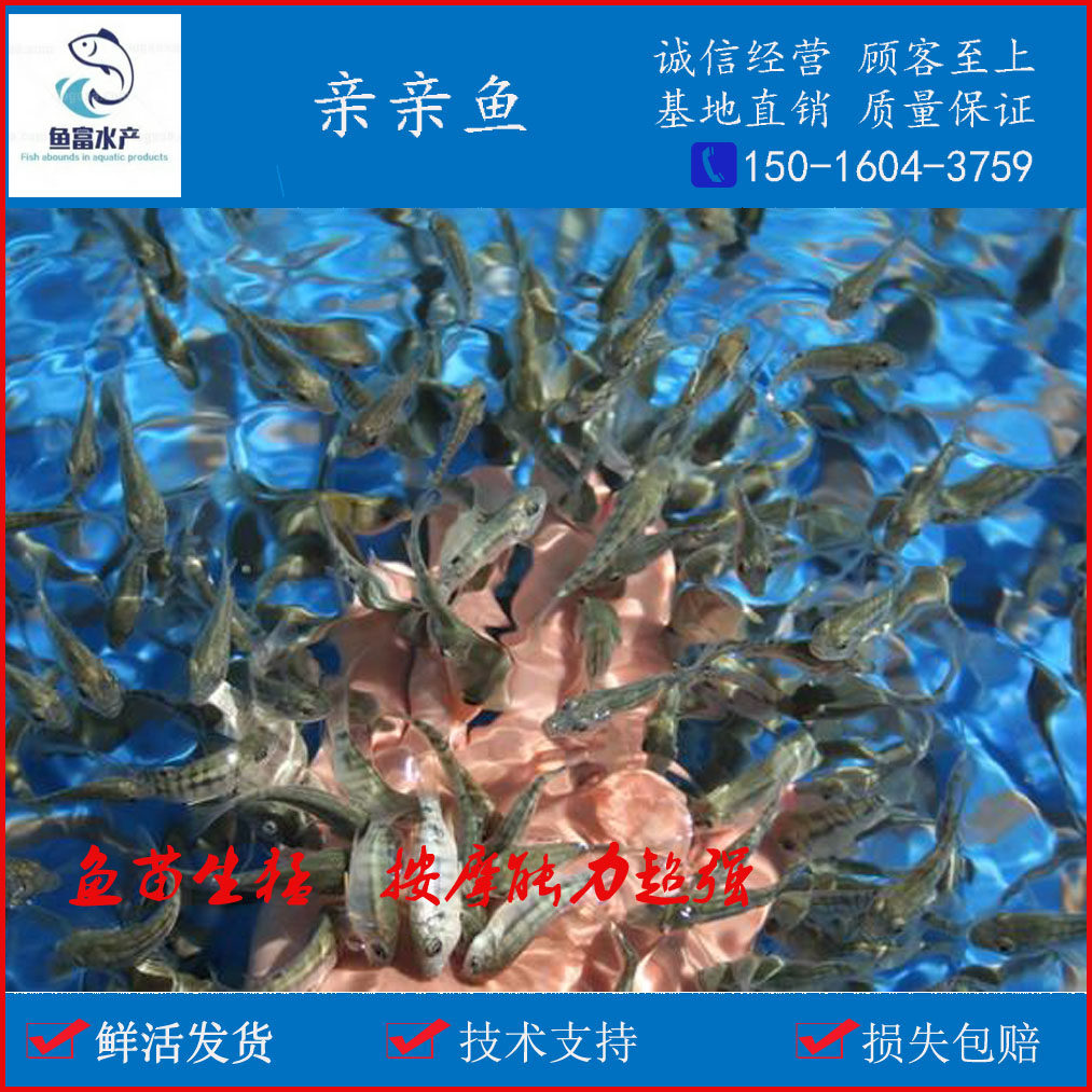 鱼疗亲亲温泉星子按摩活体