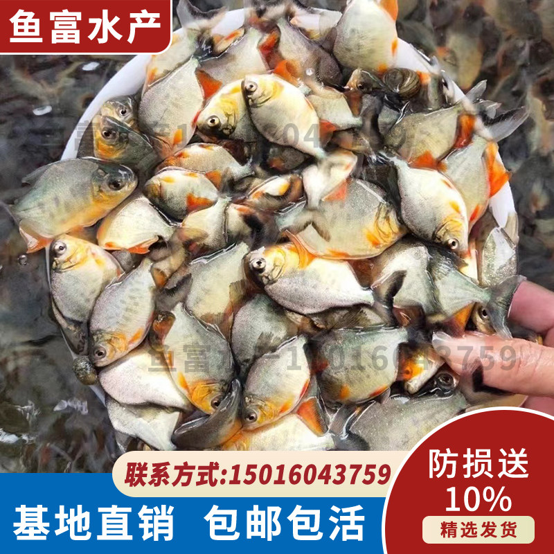 新品淡水白鲳鱼苗 红鲳鱼苗 食用鲳鱼苗活体包邮红腹鲳鱼苗