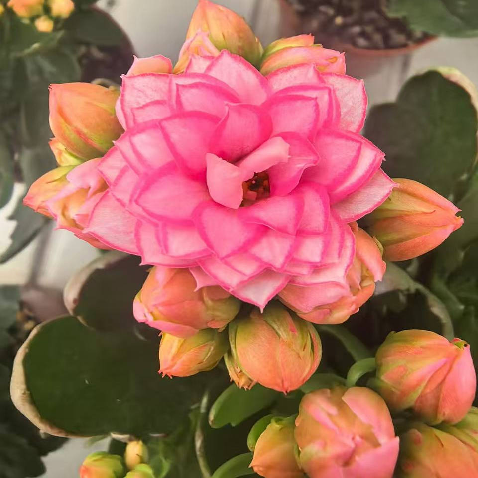 长寿花盆栽重瓣粉复色超大花