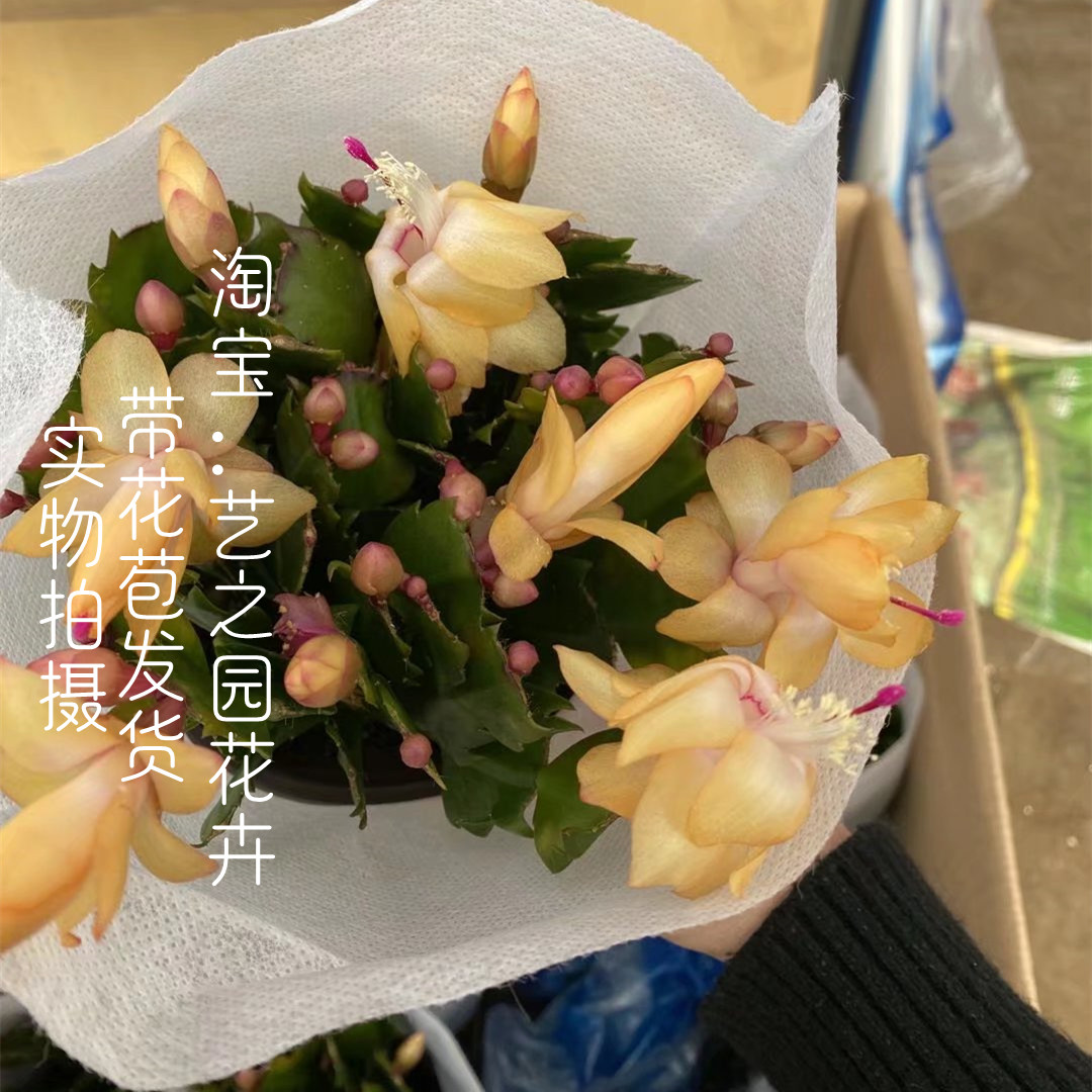 黄色蟹爪兰黄金带花苞新品种白橙