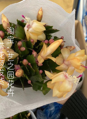 黄色蟹爪兰黄金带花苞新品种白橙盆栽四季室内植物好养易活花卉