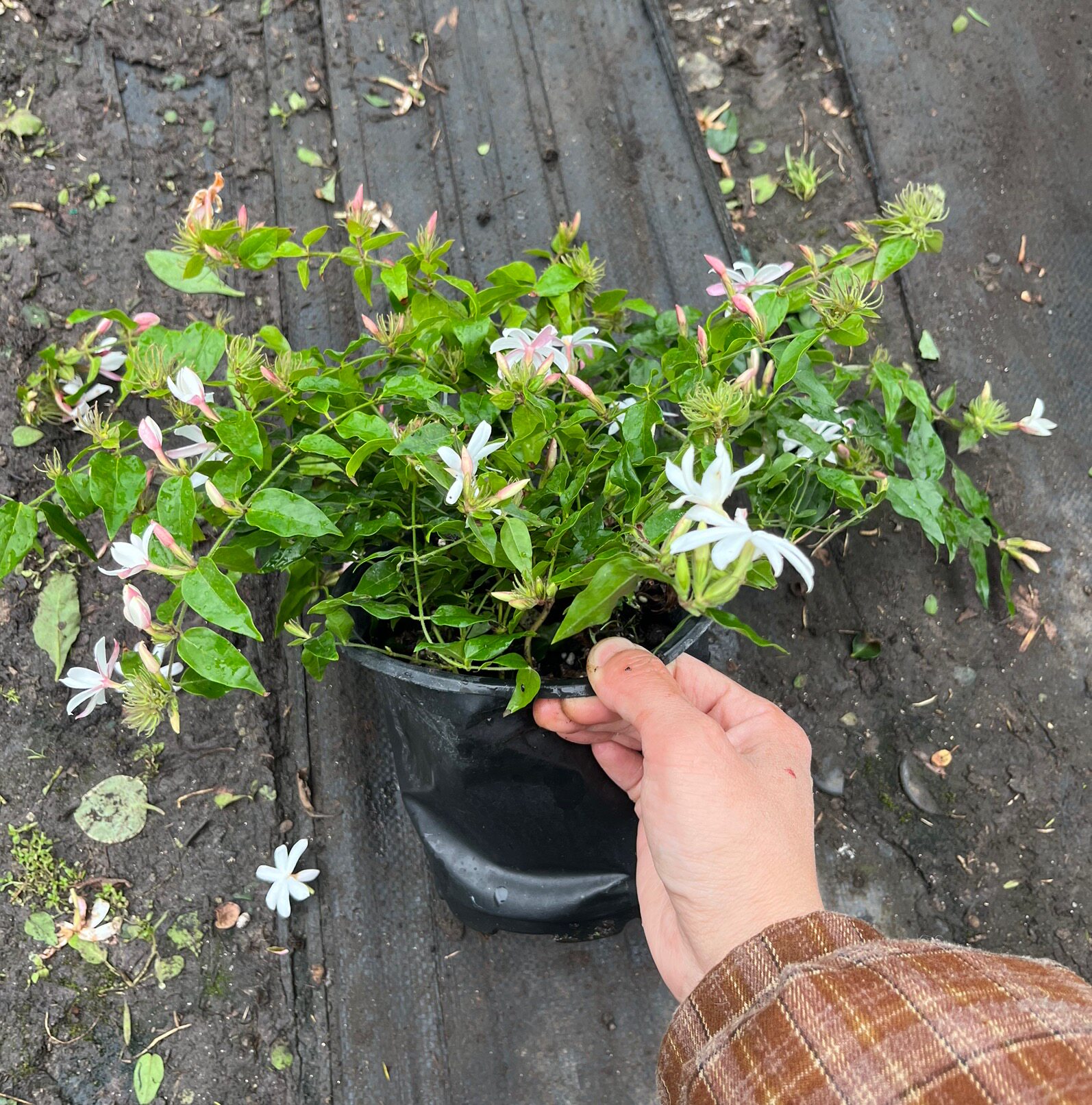 粉色茉莉花盆栽粉苞阳台垂吊庭院木本花卉耐热好养植物四季开花