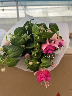 倒挂金钟灯笼花盆栽苗带花苞发货 垂吊花卉 耐阴花卉 实物拍摄