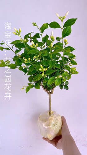 笔尖茉莉独杆浓香型茉莉花盆栽苗