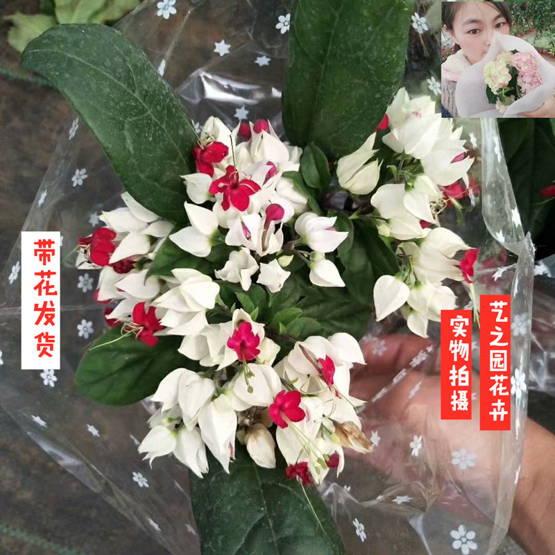 龙吐珠四季双色盆栽花带花苞白花红花苗室内阳台植物开花爬藤花卉