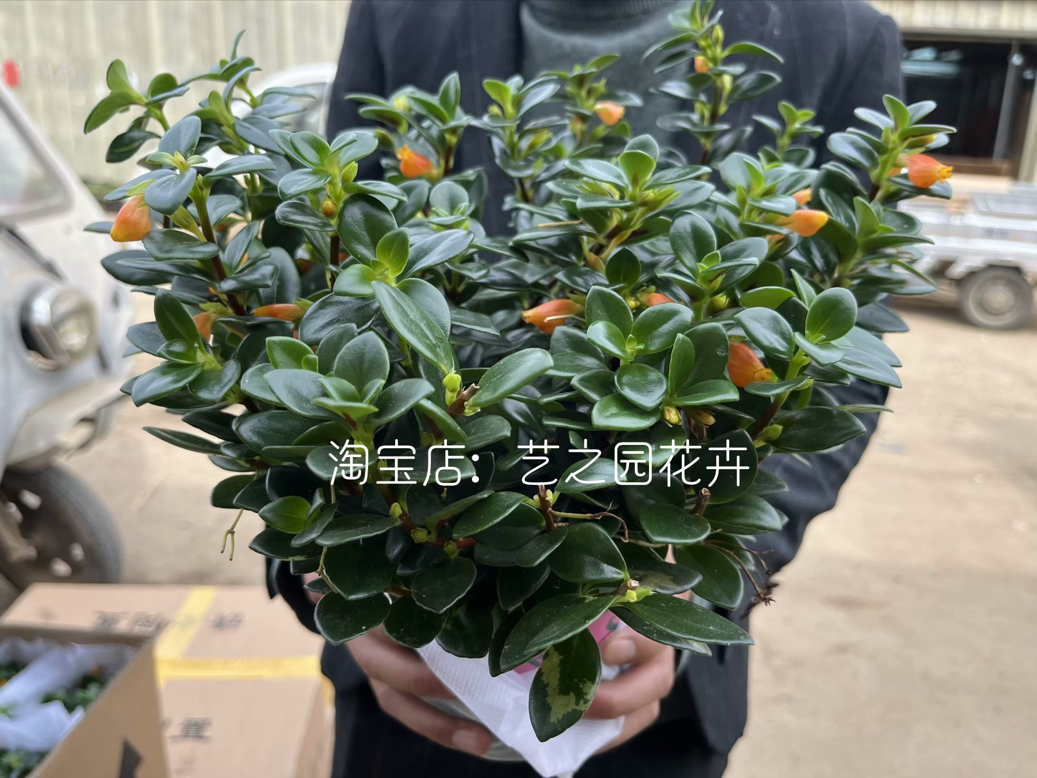 金鱼吊兰盆栽花苗 垂吊植物四季好养易活花卉开花 吸甲醛净化空气