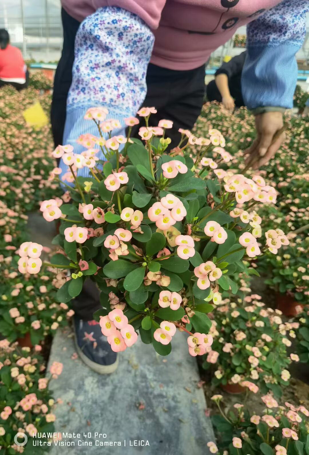 粉色小花小叶虎刺梅盆栽带花四季铁海棠室内阳台开花花园好养易活
