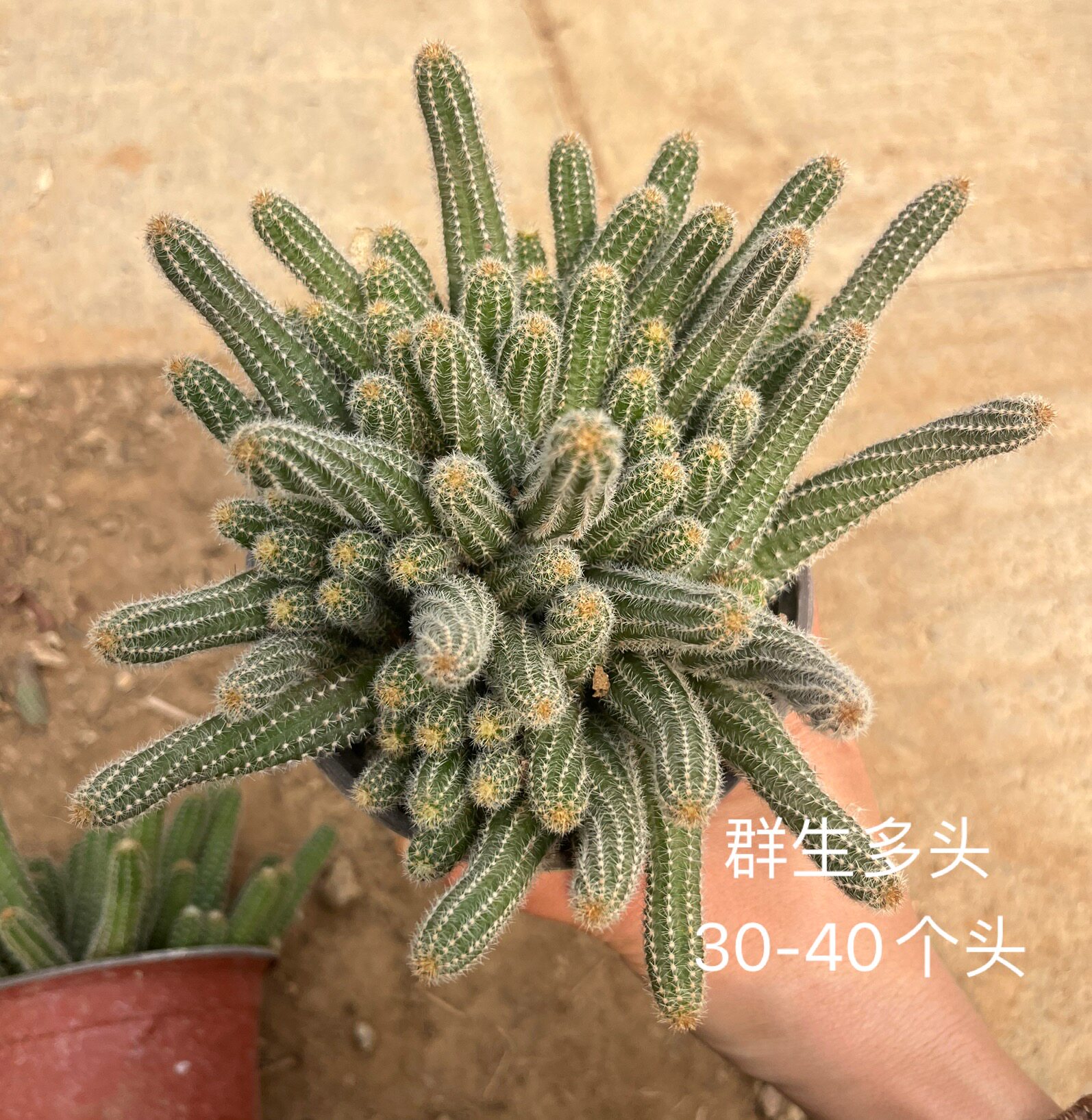白檀仙人球毛毛虫仙人指实拍图片群生多头盆栽春季开花多肉懒人