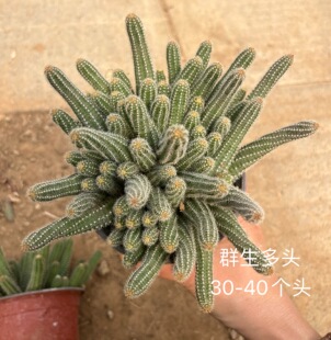 白檀仙人球毛毛虫仙人指实拍图片群生多头盆栽春季开花多肉懒人