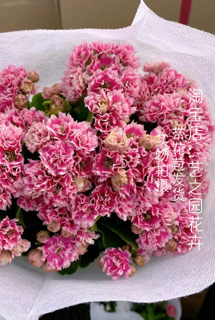 安娜公主长寿花盆栽 重瓣大花 复色切粉色 越晒越漂亮的品种 必入