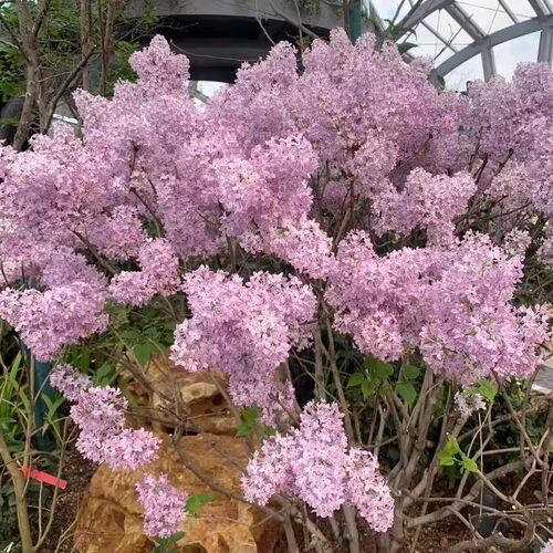 灌丛丁香花树苗盆栽地栽庭院花园别墅种植 芳香植物 耐寒耐热好养