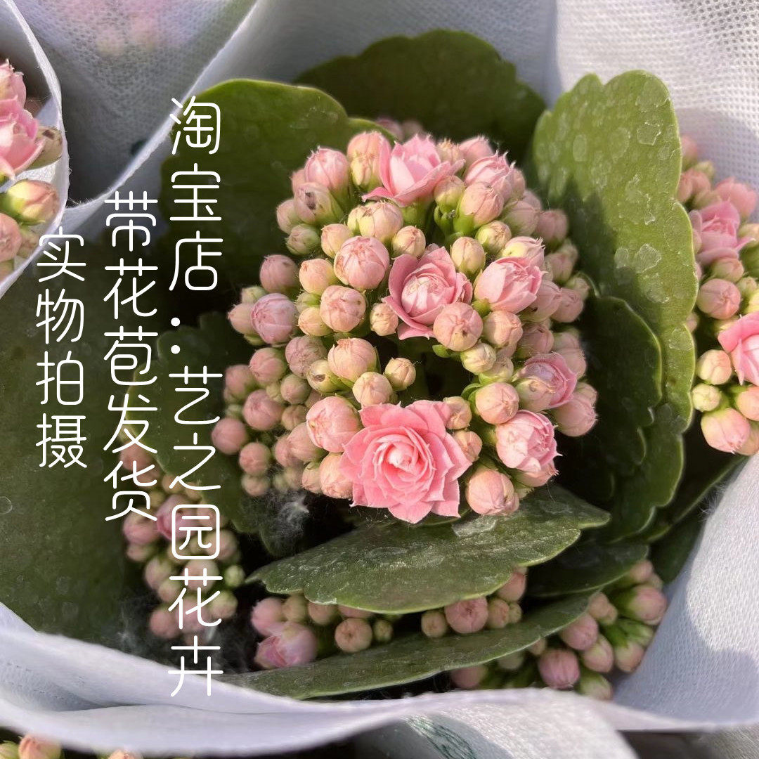 朱丽叶 奶油粉色长寿花盆栽 高级重瓣 玫瑰花型 自带细闪珠光 a级