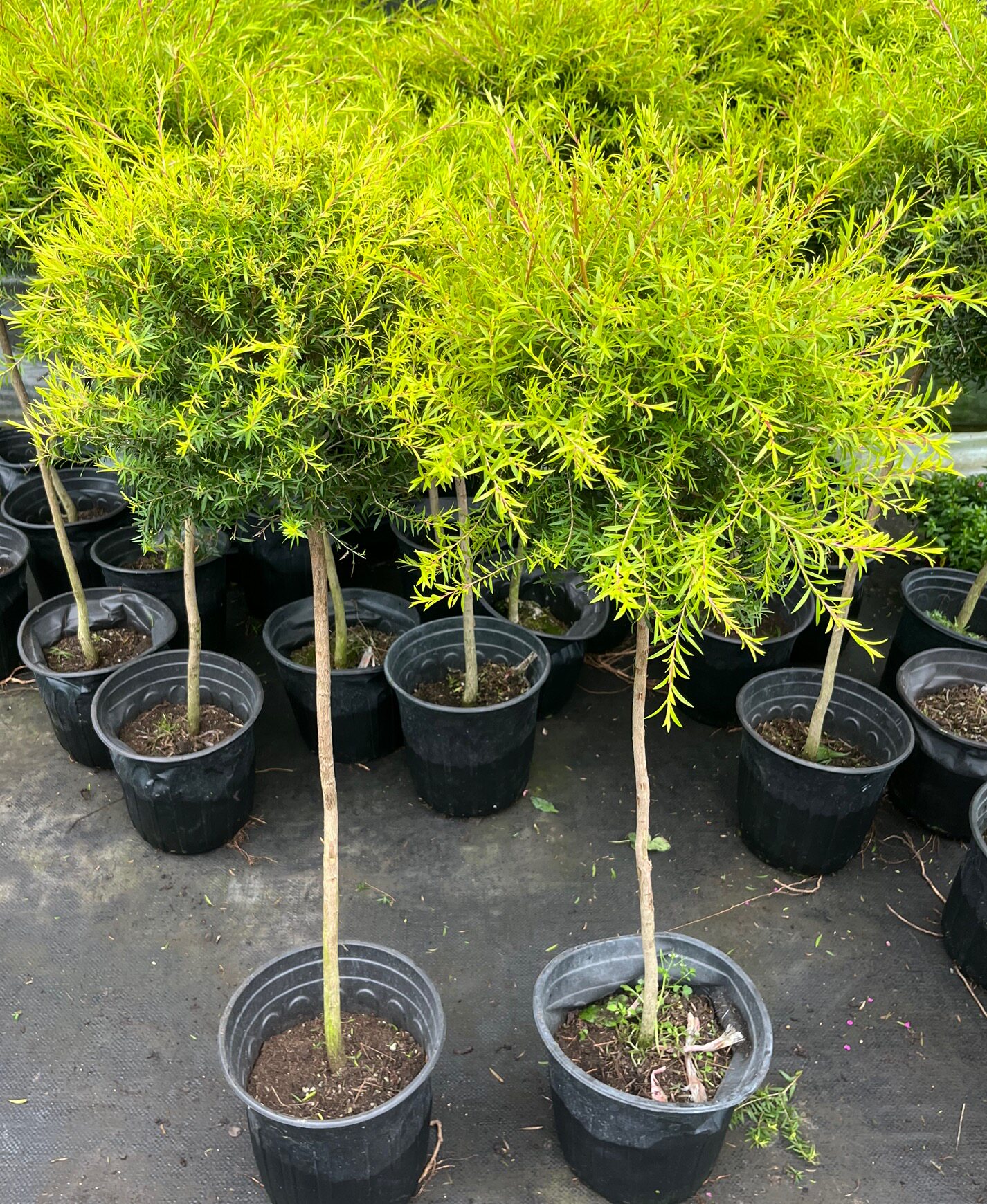 高杆黄金香柳盆栽树苗四季有香味的柠檬色叶子独耐寒耐热阳台庭院