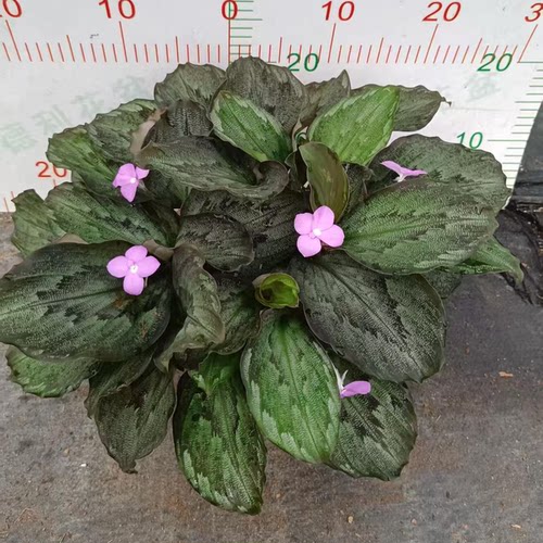 新品孔雀盆栽绿植热植网红花卉 喜半阴 天天开花