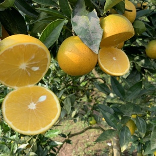 正宗重庆土广柑老品种广柑泡酒鹅蛋广柑新鲜时令水果橙子