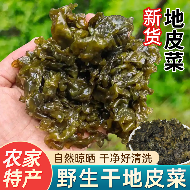 地皮菜甘肃野外生长免洗地软地衣