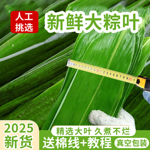 2026新鲜粽子叶现摘现发棕叶大号包粽子专用叶子端午节商用批发