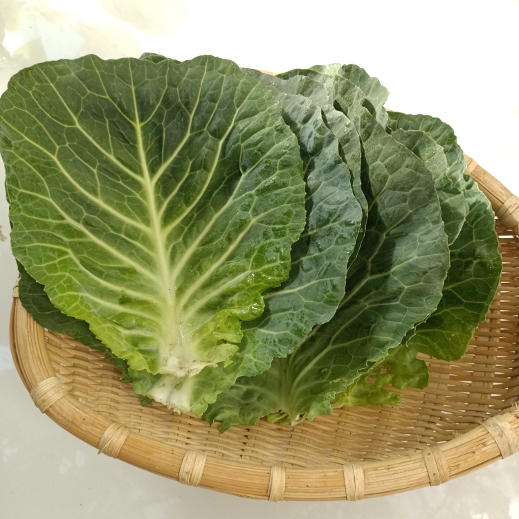 云南农家自种新鲜叶子白菜叶子包菜叶子制作梅干菜腌菜的上等材料