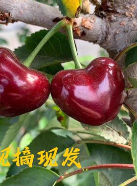 农家美早大连旅顺新鲜樱桃顺丰