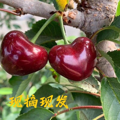 农家美早大连旅顺新鲜樱桃顺丰