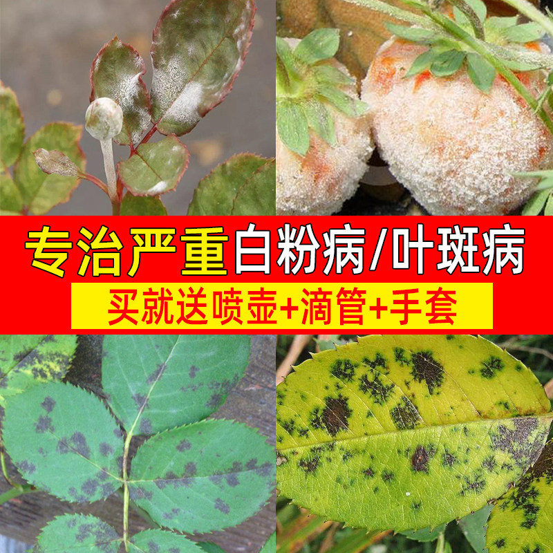 多菌灵多菌菌灵杀菌剂花卉多肉植物黑斑病白粉病专用月季花常用药