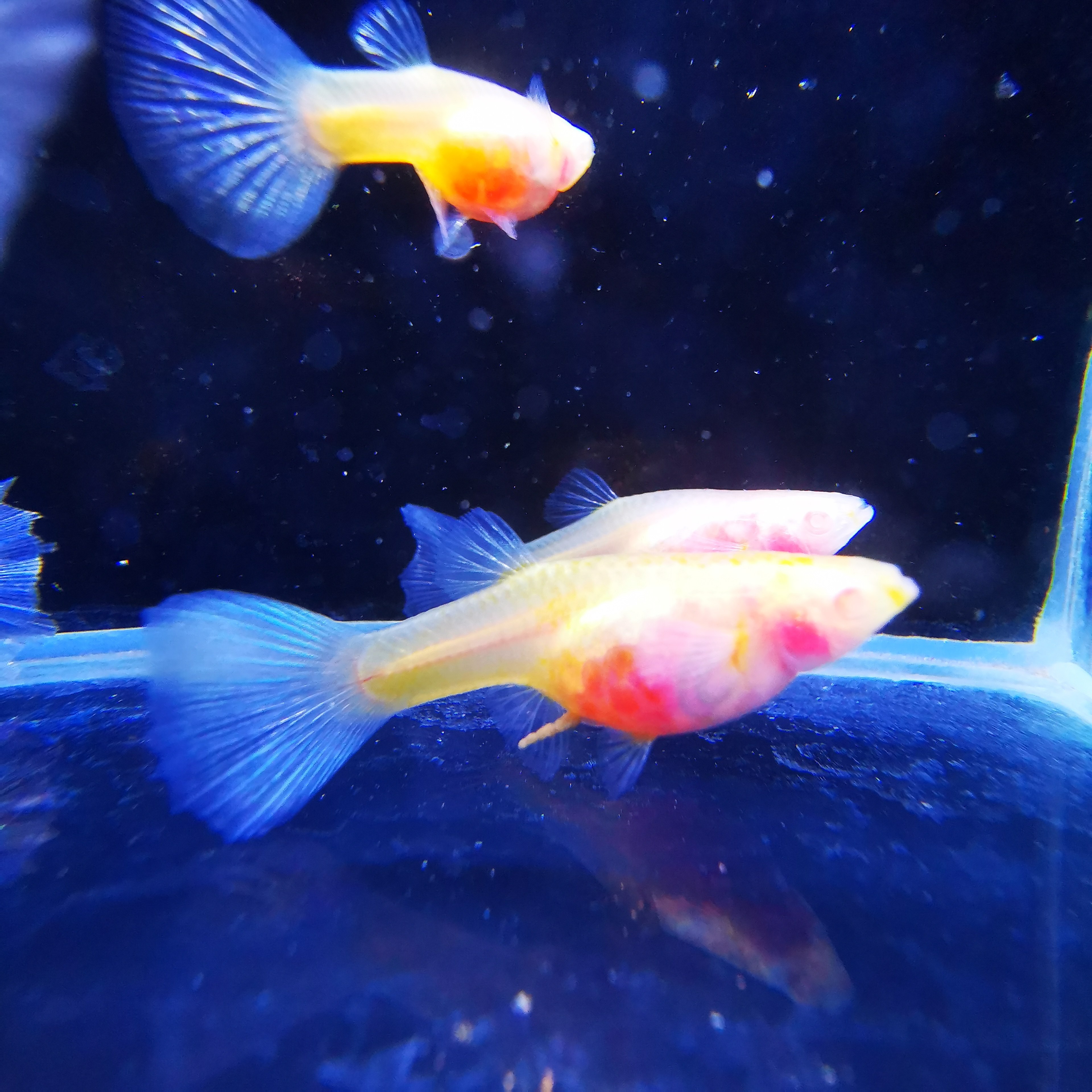 玻璃体孔雀鱼超白大c蓝白水晶玻璃猫透明体活体纯种凤尾鱼观赏鱼