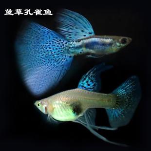 蓝草孔雀鱼小型热带鱼凤尾鱼精品兰草尾纯种淡水好养耐活胎生鱼苗