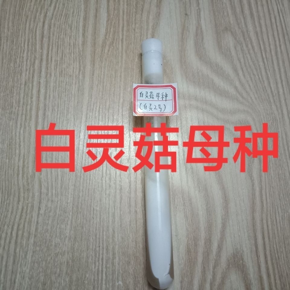 白灵菇母种白灵菇试管种白灵芝菌多肉植物